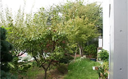 庭仕事風雅 庭木の移植と剪定、庭の芝張り、菜園コーナー作り例 ビフォア
