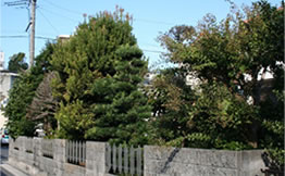庭木生垣の剪定 一年に一度の庭木生垣メンテナンス