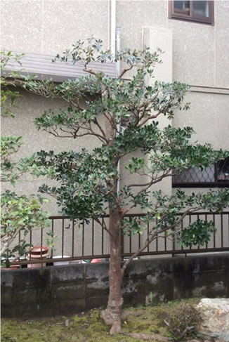 余分な枝葉はおとしてサイズダウンした庭木。でも目隠し機能はそのままに。