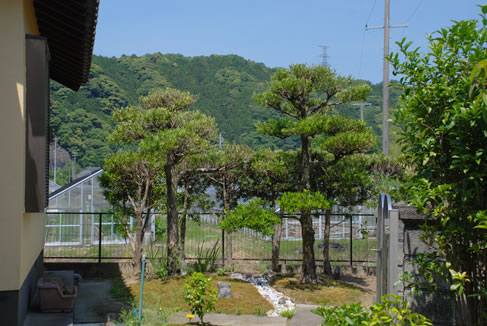 庭仕事風雅 庭木の剪定