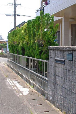 余分な枝葉はおとしてサイズダウンした庭木。でも目隠し機能はそのままに。